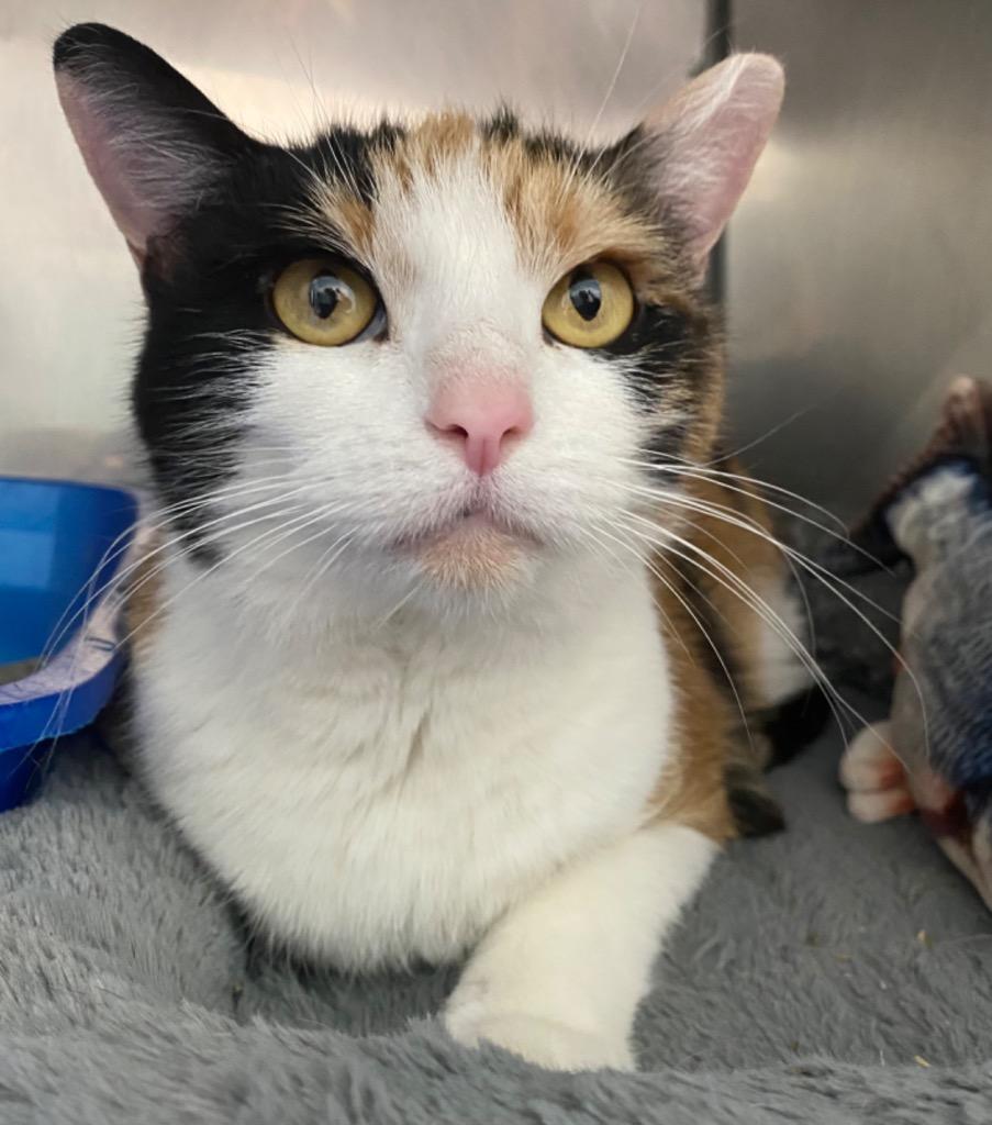 Enlarge Calypso, a Adoptable mixed breed in Fall River, MA image 3/6