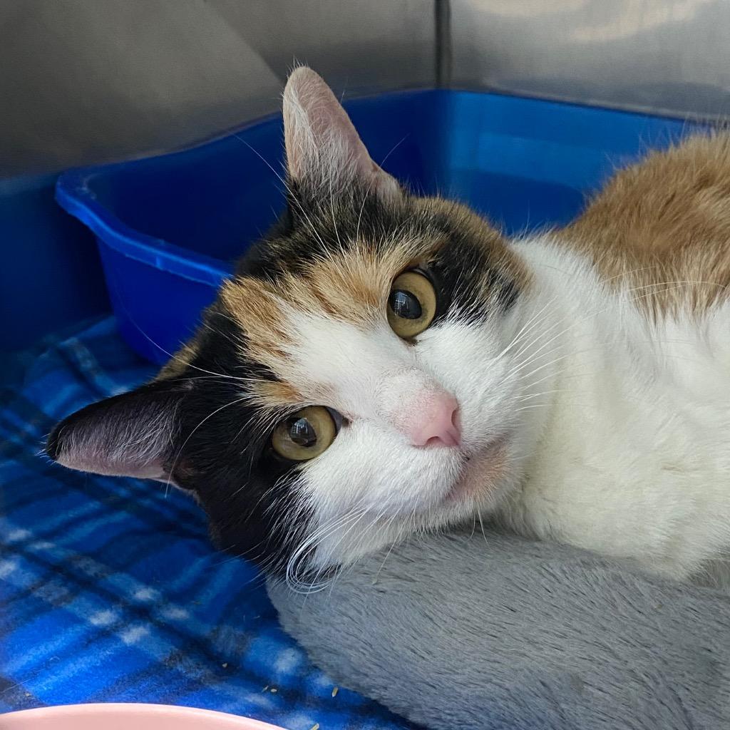 Enlarge Calypso, a Adoptable mixed breed in Fall River, MA image 4/6