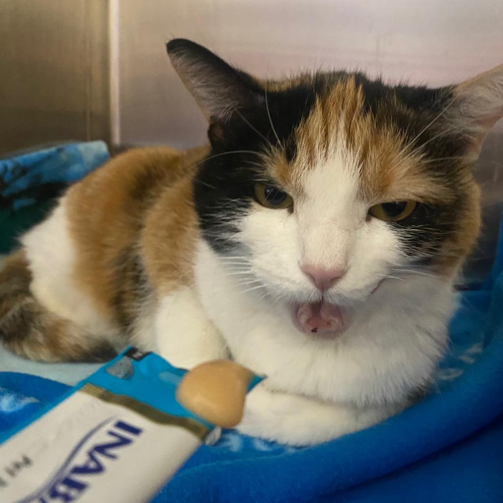 Enlarge Calypso, a Adoptable mixed breed in Fall River, MA image 5/6