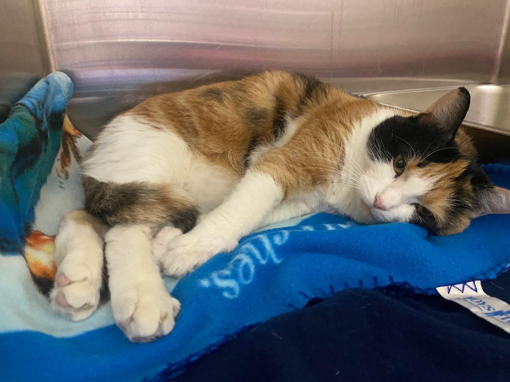 Enlarge Calypso, a Adoptable mixed breed in Fall River, MA image 6/6