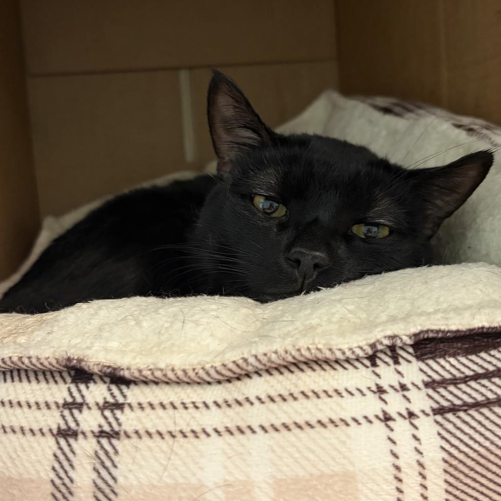 Kevin, a Adoptable mixed breed in Saint Paul, MN image 1/3
