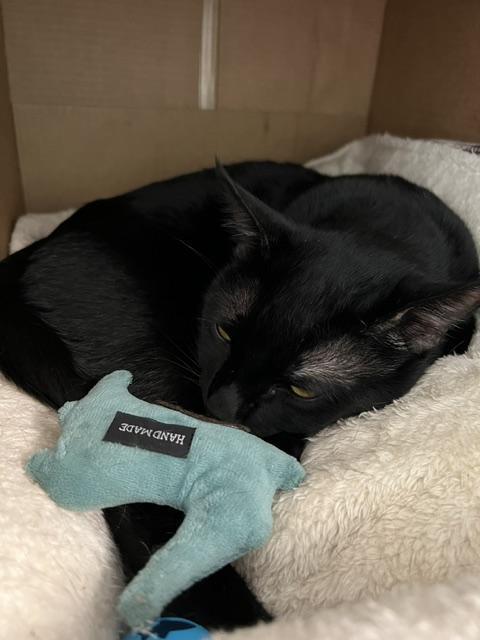 Kevin, a Adoptable mixed breed in Saint Paul, MN image 3/3