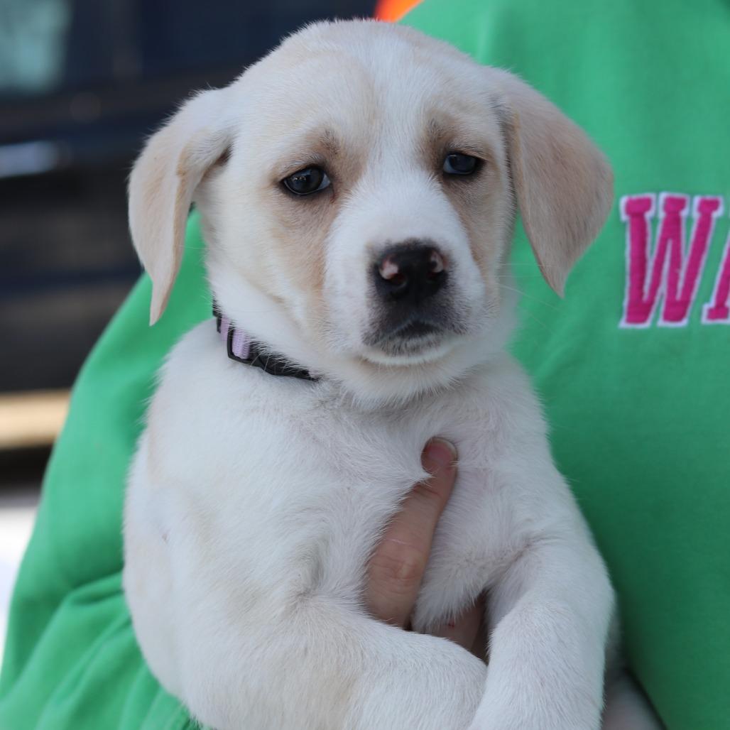 CT Natalia, a Adoptable mixed breed in Eastford, CT image 2/2