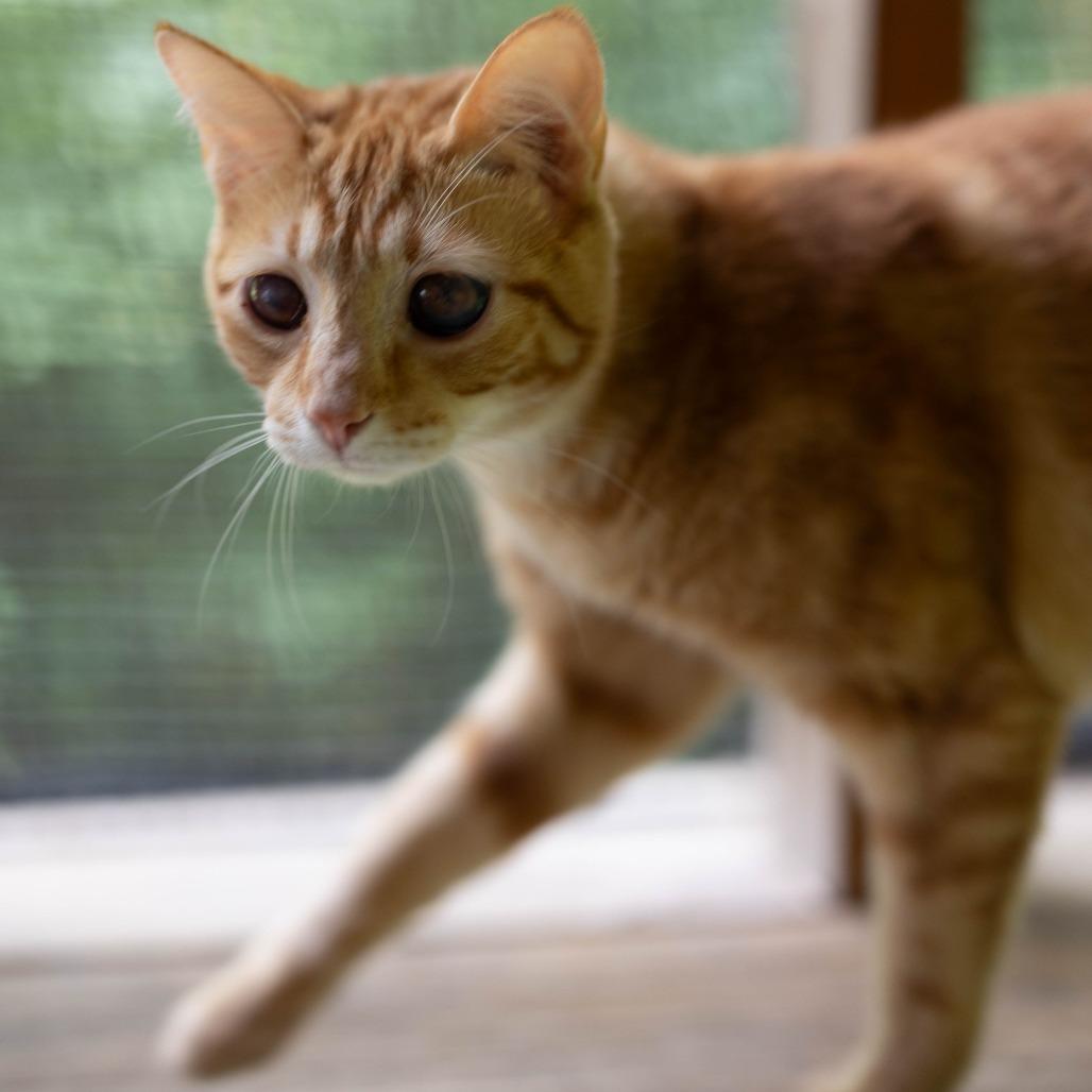 Enlarge Tang, a Adoptable Domestic Short Hair in Talbott, TN image 1/3