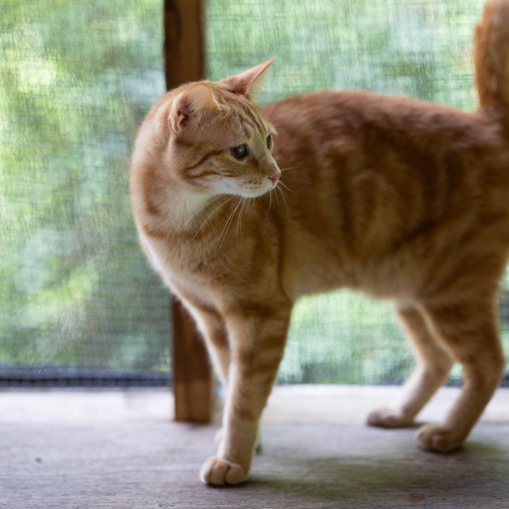 Enlarge Tang, a Adoptable Domestic Short Hair in Talbott, TN image 2/3