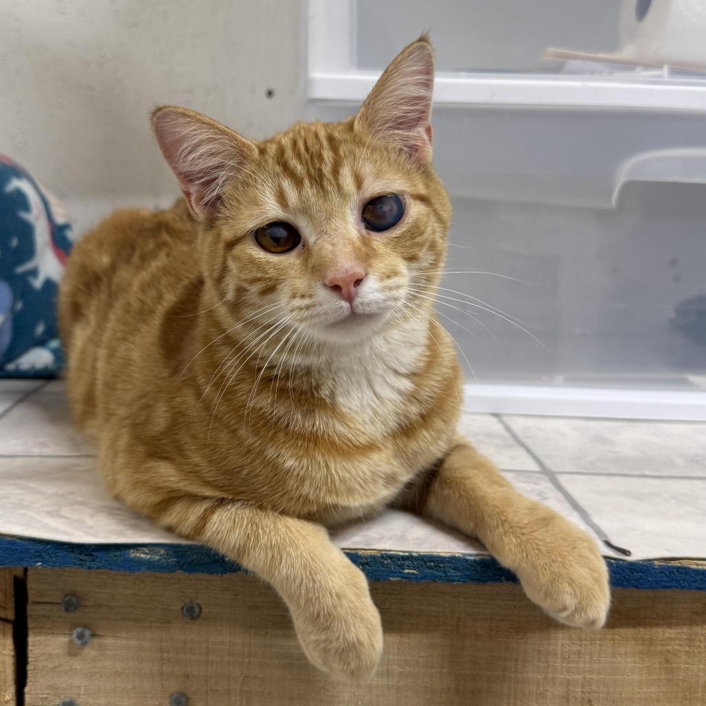 Enlarge Tang, a Adoptable Domestic Short Hair in Talbott, TN image 3/3