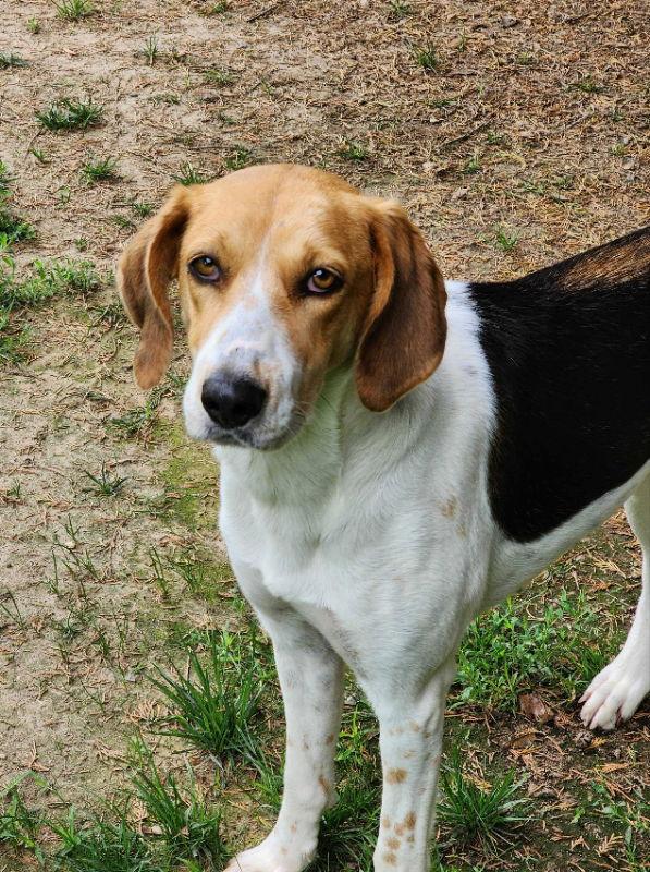 Sweetbriar *Adopt*, Adopted, Young Female Treeing Walker Coonhound.