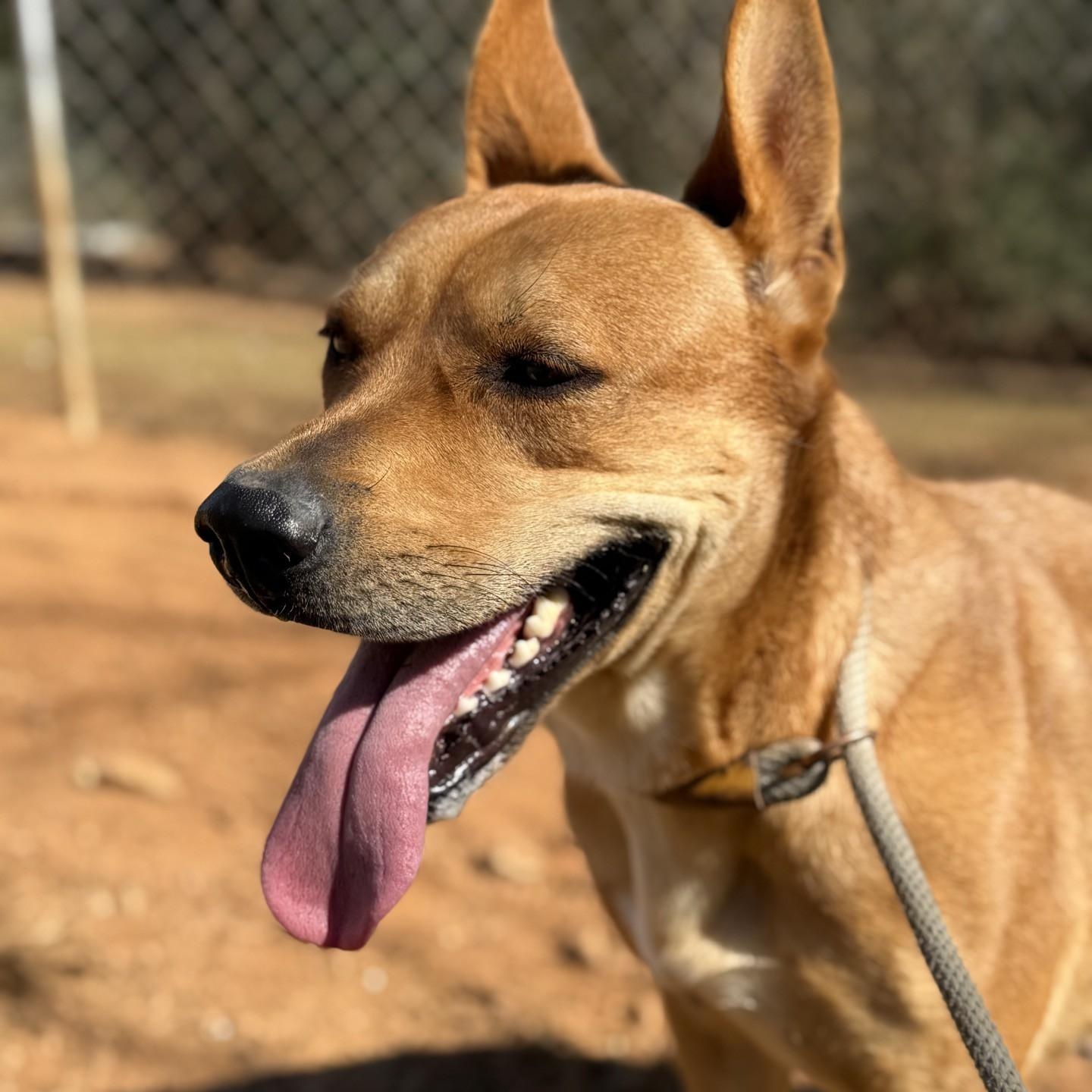 Enlarge Gracie May, a Adoptable Pit Bull Terrier in Dawsonville, GA image 1/6