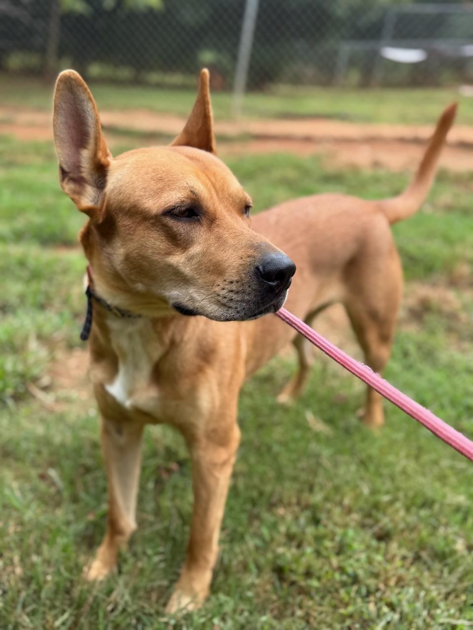 Enlarge Gracie May, a Adoptable Pit Bull Terrier in Dawsonville, GA image 4/6