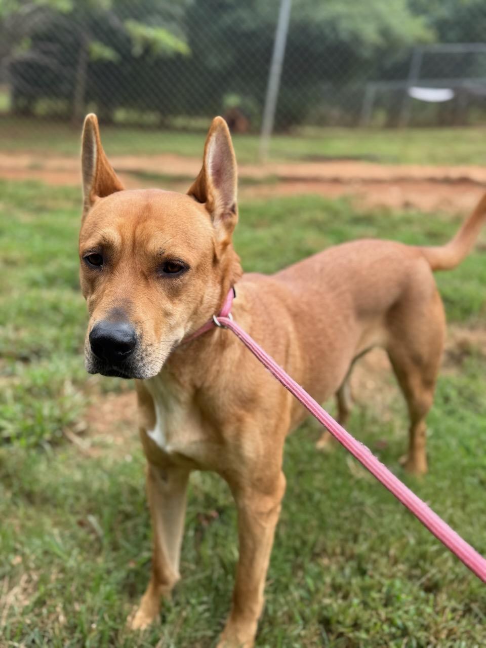Enlarge Gracie May, a Adoptable Pit Bull Terrier in Dawsonville, GA image 6/6