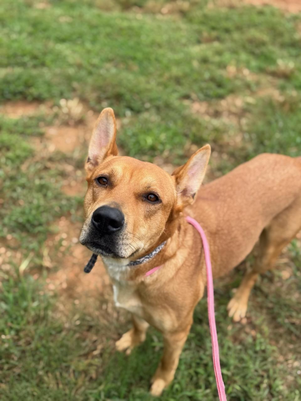 Enlarge Gracie May, a Adoptable Pit Bull Terrier in Dawsonville, GA image 5/6