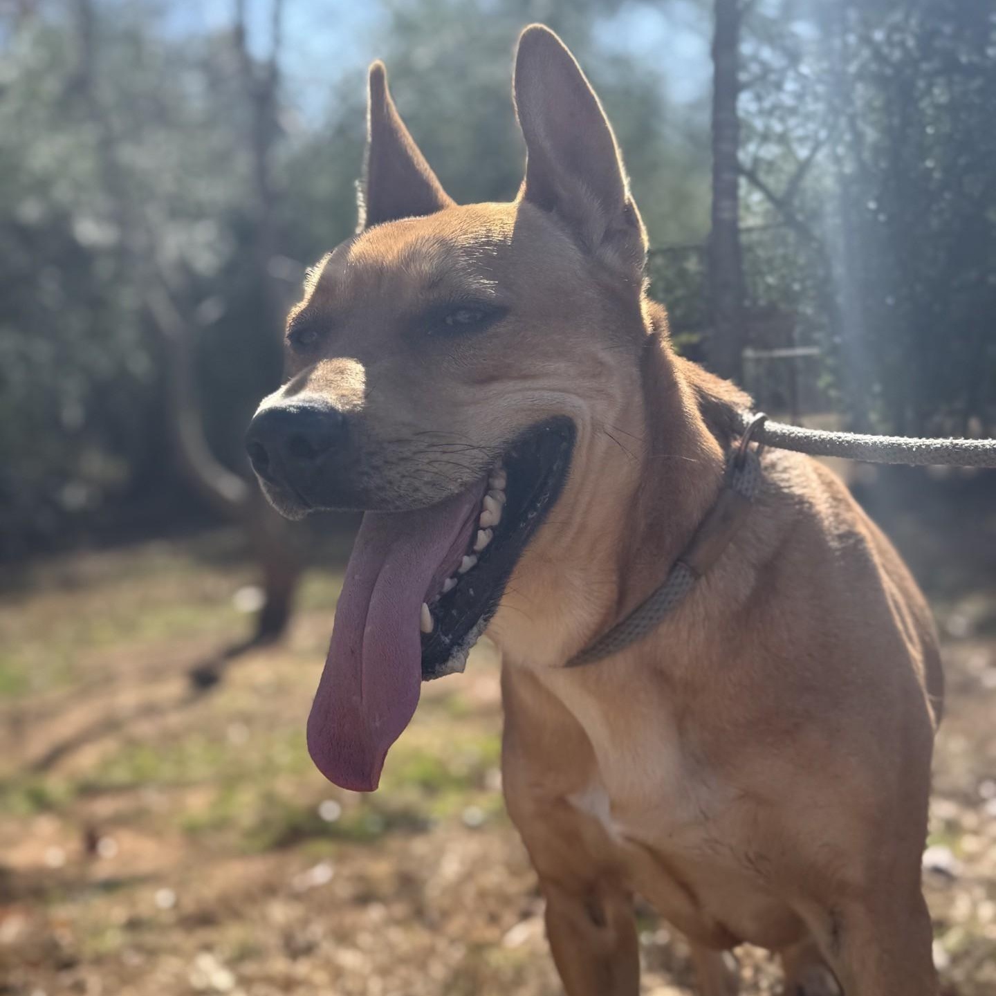 Enlarge Gracie May, a Adoptable Pit Bull Terrier in Dawsonville, GA image 3/6