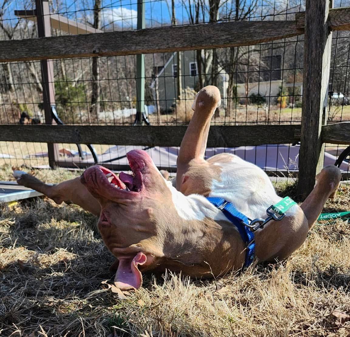 Pez, a Adoptable American Bully in Avondale, PA image 4/6