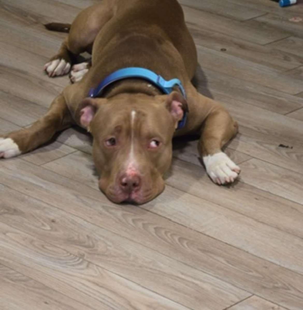 Pez, a Adoptable American Bully in Avondale, PA image 3/6