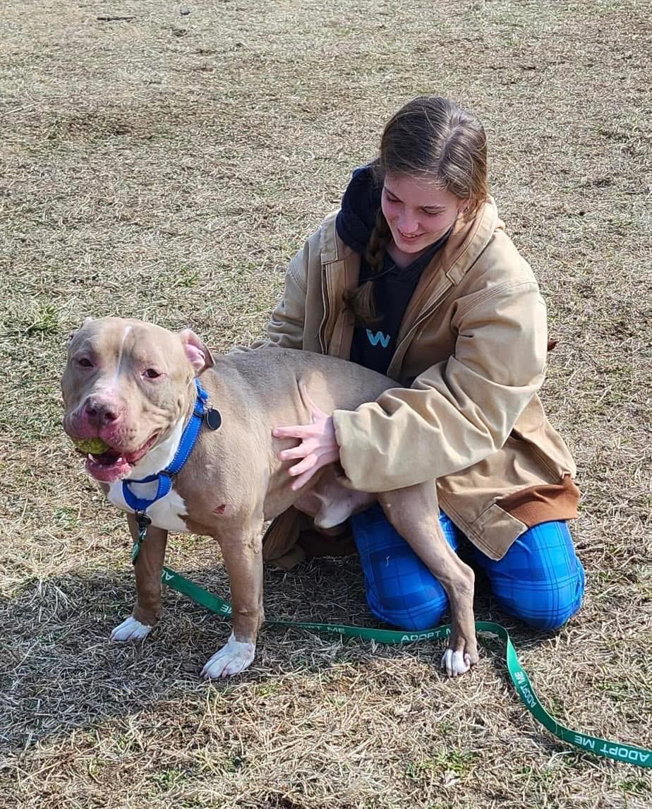 Pez, a Adoptable American Bully in Avondale, PA image 5/6