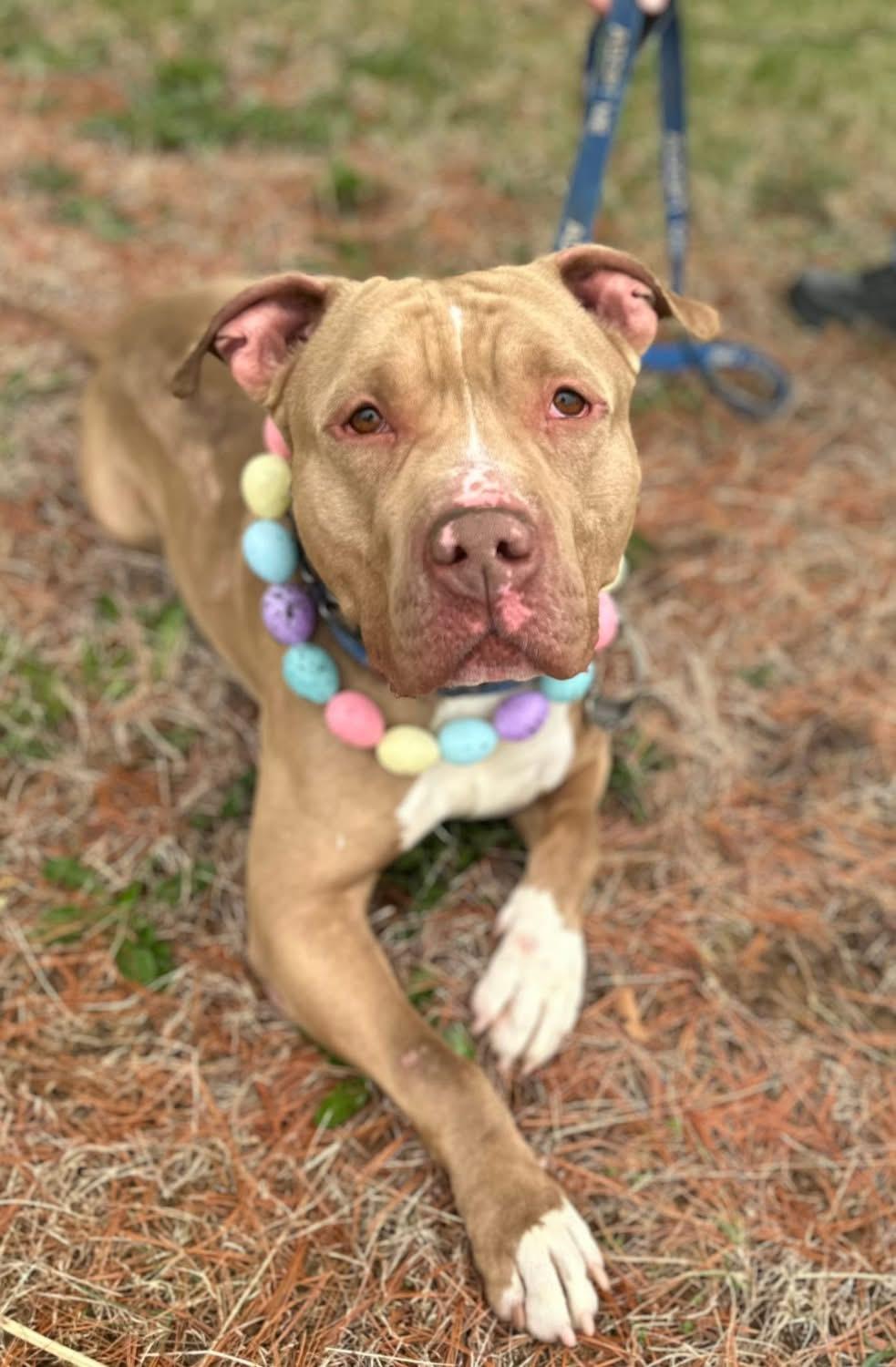 Pez, a Adoptable American Bully in Avondale, PA image 2/6