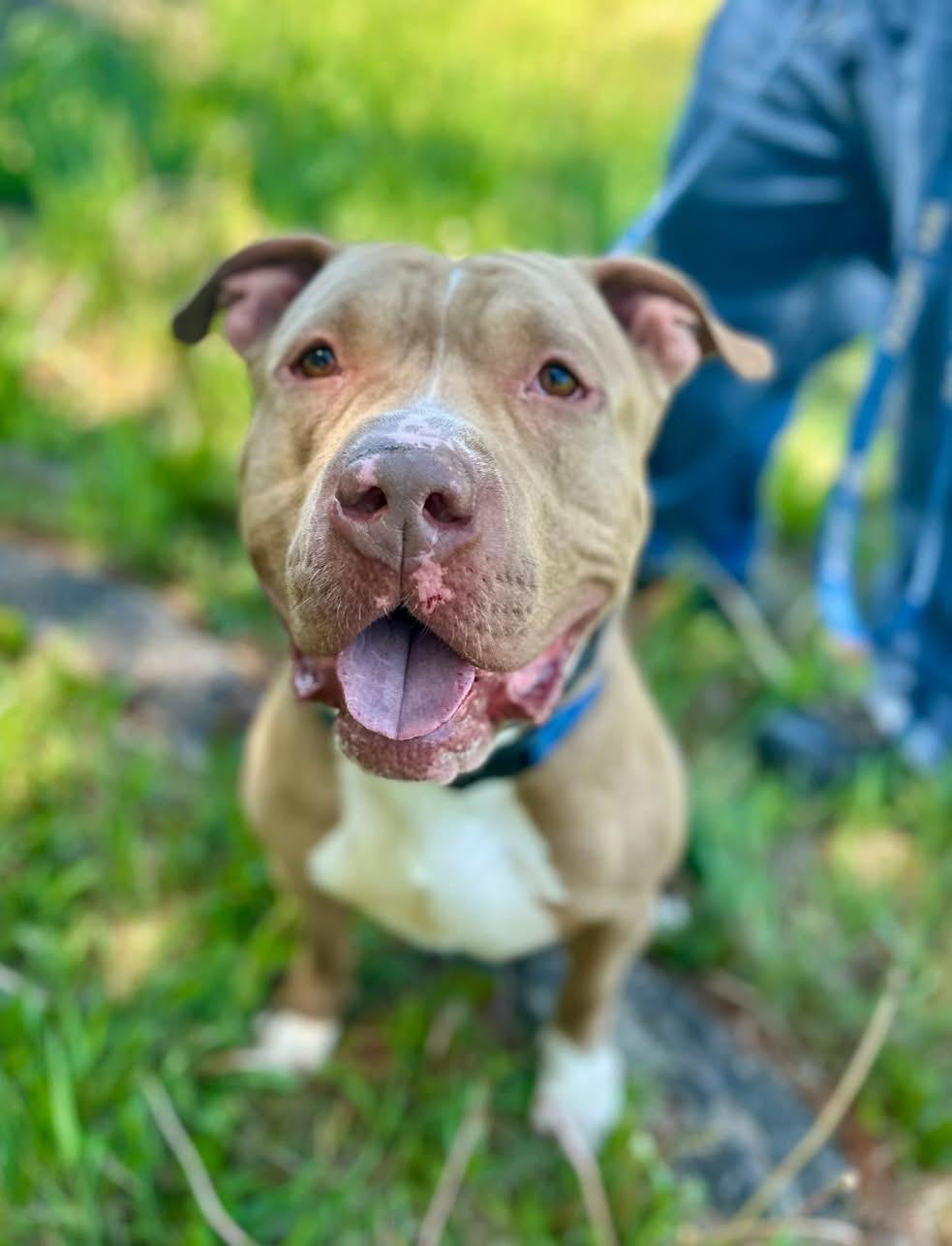 Pez, Adoptable, Adult Male American Bully.