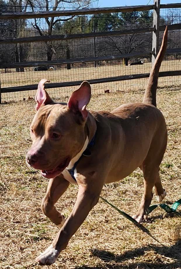 Pez, a Adoptable American Bully in Avondale, PA image 6/6