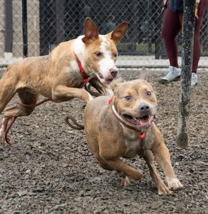 Enlarge Spongebob, a Adoptable mixed breed in Atlanta, GA image 1/3