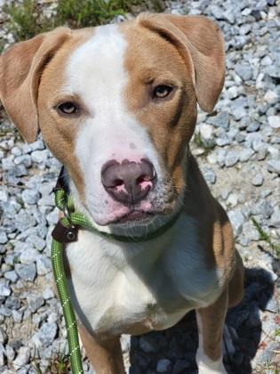 Enlarge Spongebob, a Adoptable mixed breed in Atlanta, GA image 2/3