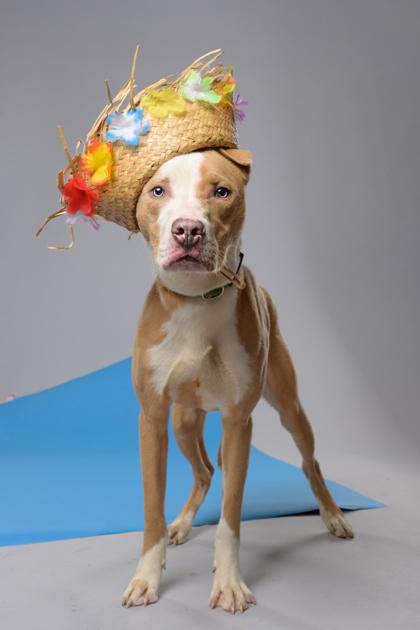 Enlarge Spongebob, a Adoptable mixed breed in Atlanta, GA image 3/3