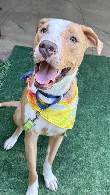 Enlarge Spongebob, a Adoptable mixed breed in Atlanta, GA image 3/3