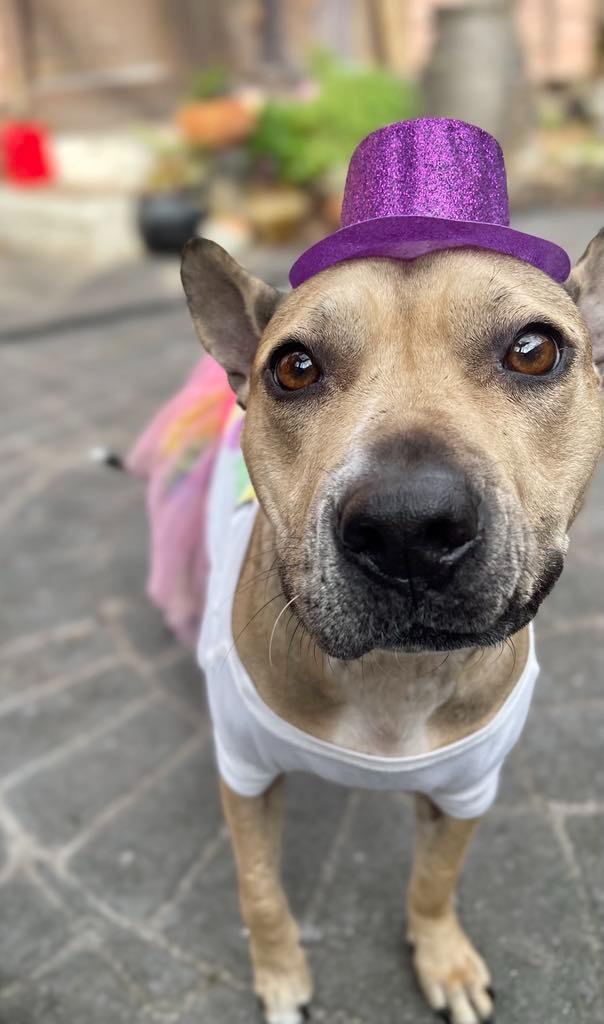 Jupiter, Adoptable, Adult Female Bull Terrier & Mixed Breed.
