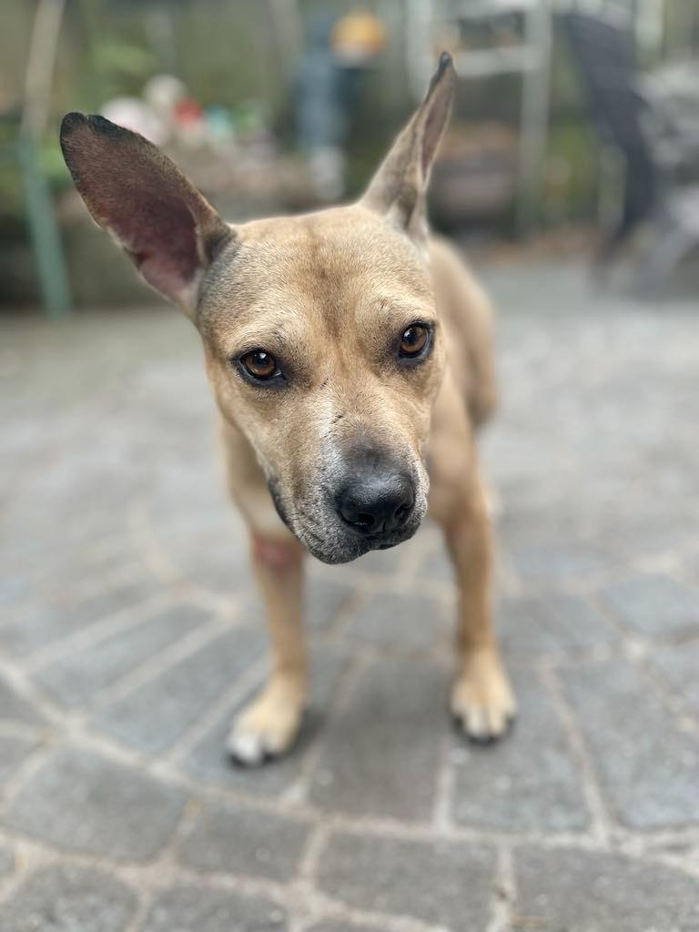 Enlarge Jupiter, a Adoptable mixed breed in Macon, GA image 2/6