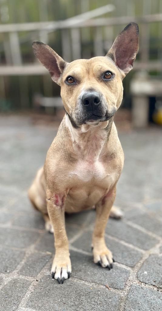 Enlarge Jupiter, a Adoptable mixed breed in Macon, GA image 4/6