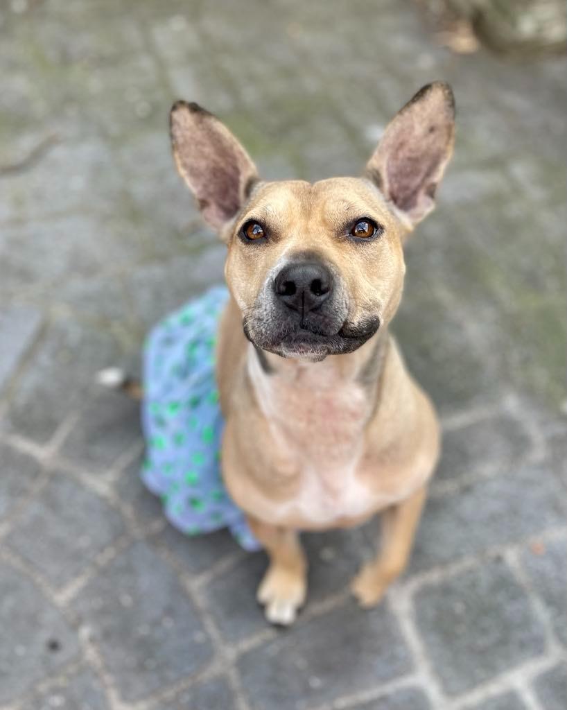 Enlarge Jupiter, a Adoptable mixed breed in Macon, GA image 5/6