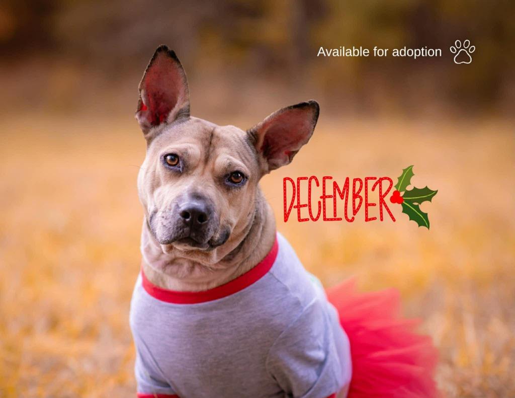Enlarge Jupiter, a Adoptable mixed breed in Macon, GA image 6/6