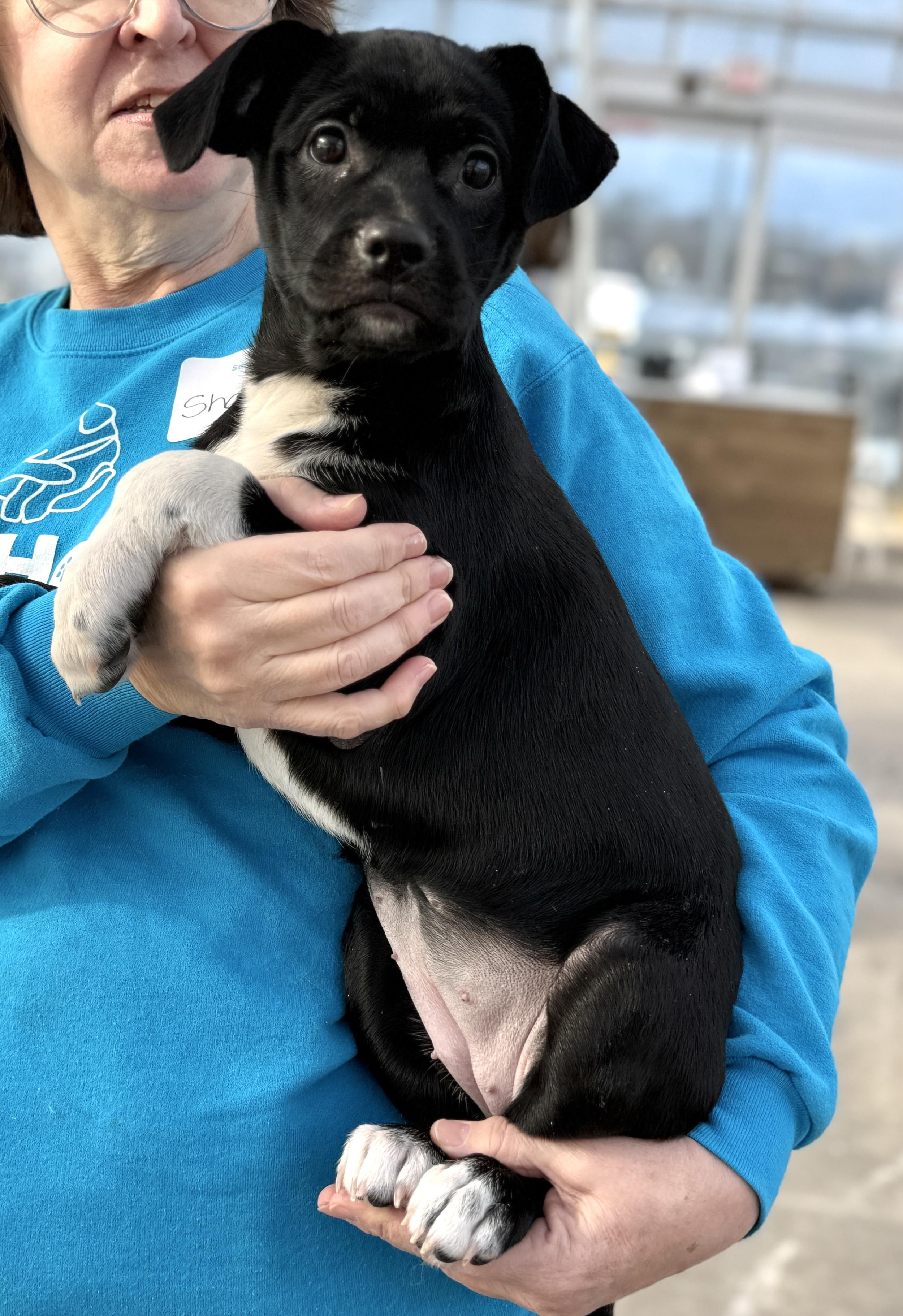 Enlarge Kady, a Adoptable mixed breed in Minneapolis, MN image 3/6