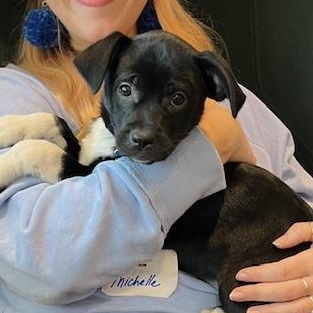 Enlarge Kady, a Adoptable mixed breed in Minneapolis, MN image 5/6