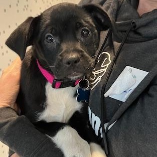 Enlarge Kady, a Adoptable mixed breed in Minneapolis, MN image 1/6