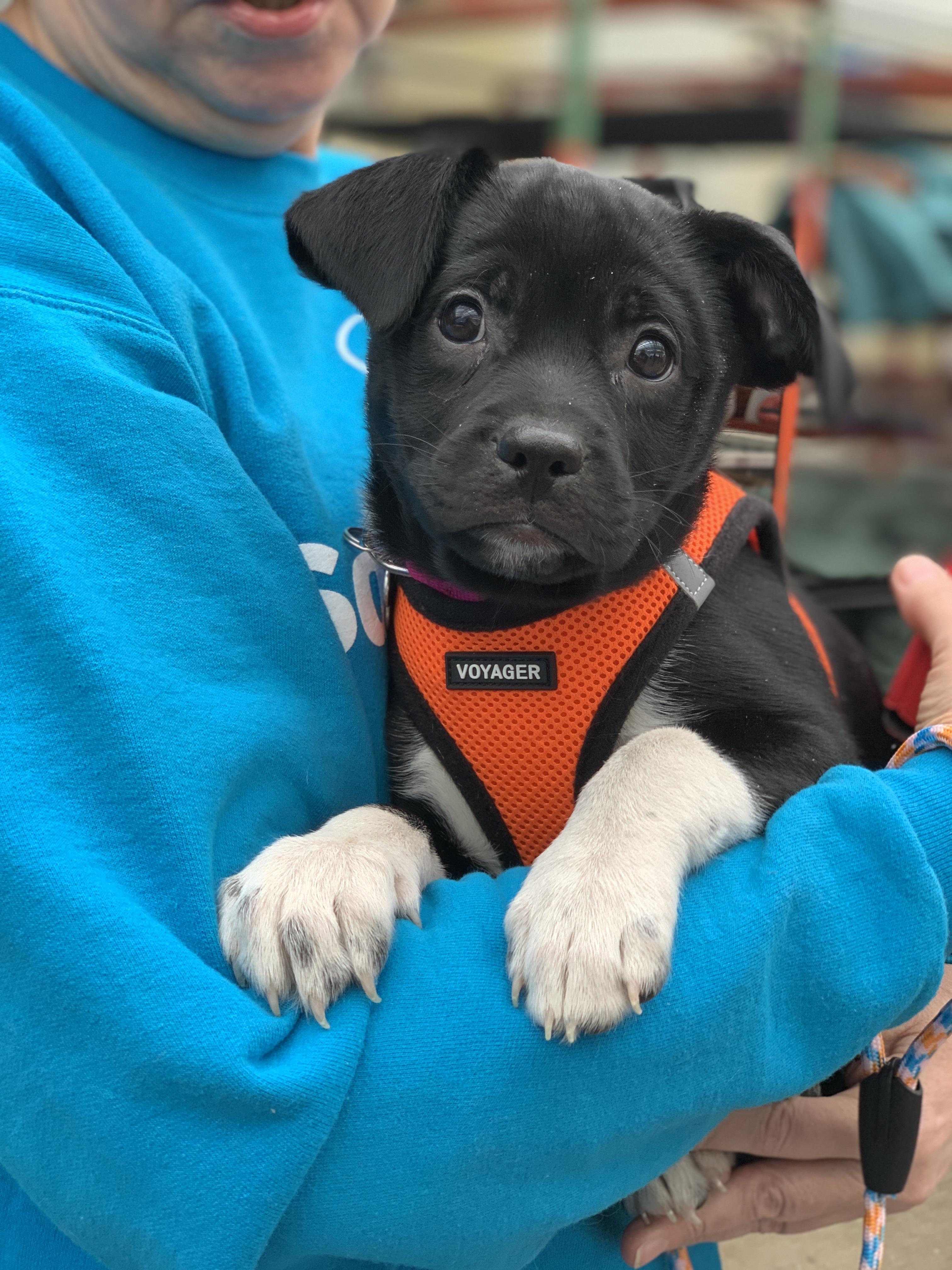 Enlarge Kady, a Adoptable mixed breed in Minneapolis, MN image 6/6