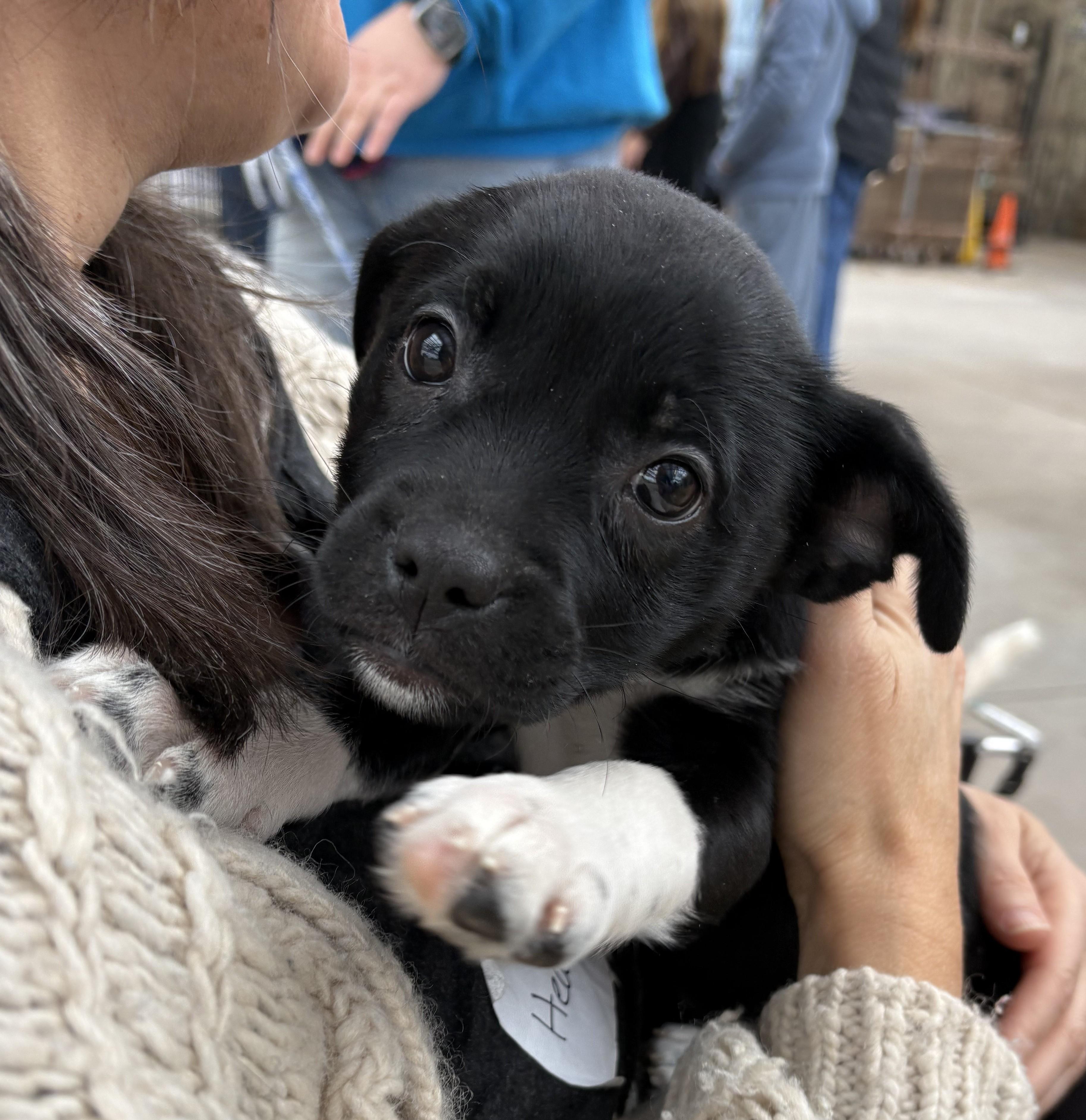 Kady, Adoptable, Puppy Female Beagle & Terrier.