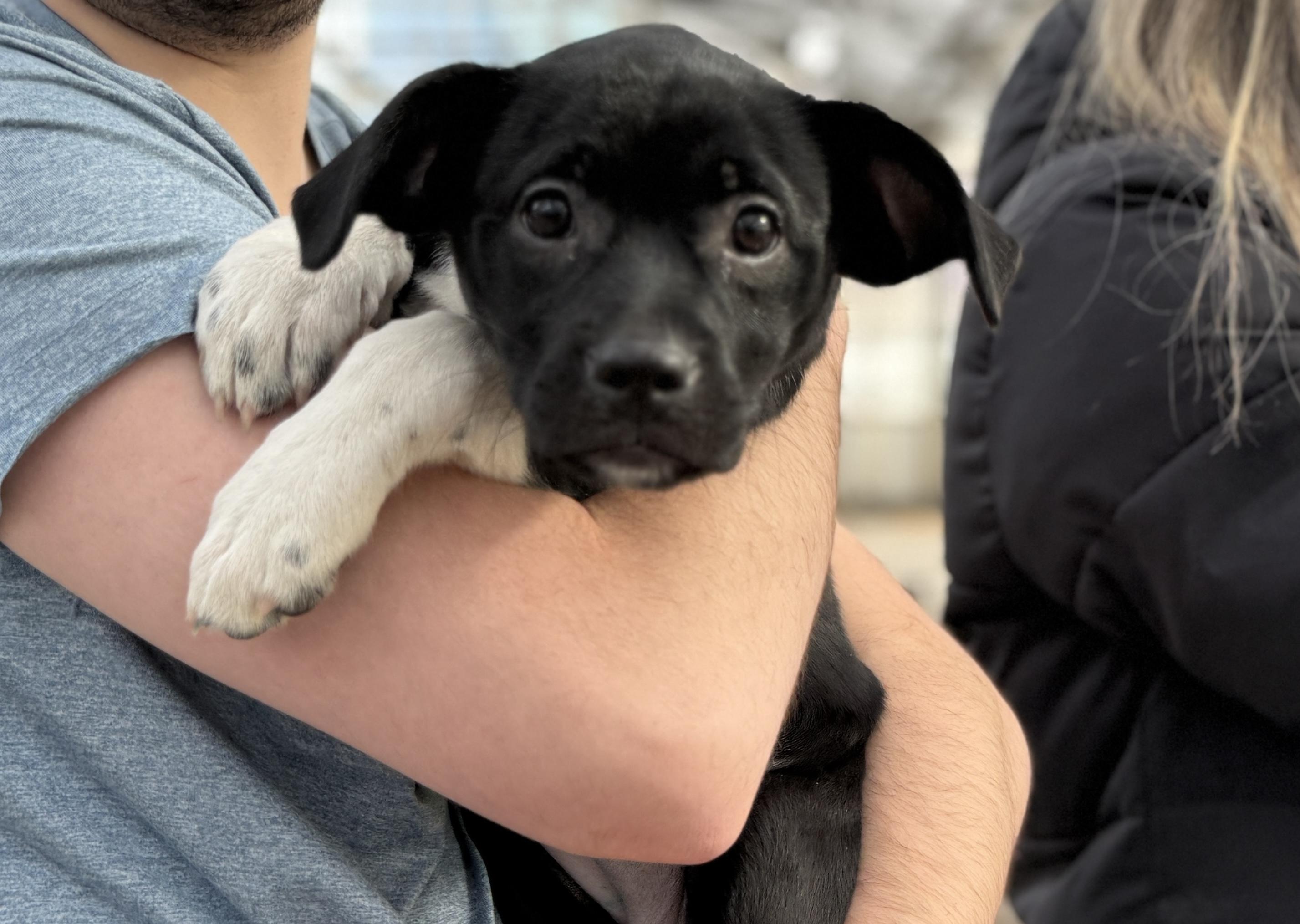 Enlarge Kady, a Adoptable mixed breed in Minneapolis, MN image 2/6