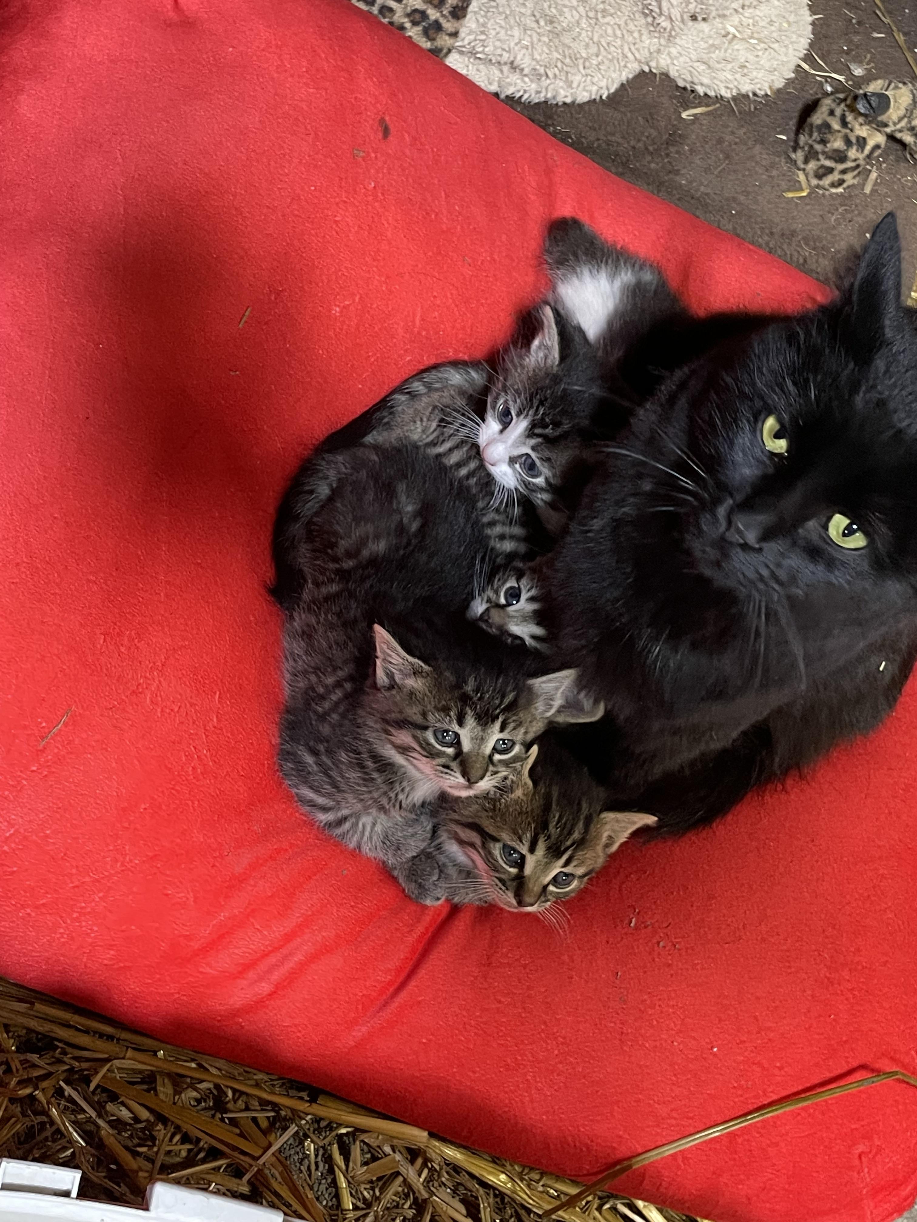 Licorice photo 1