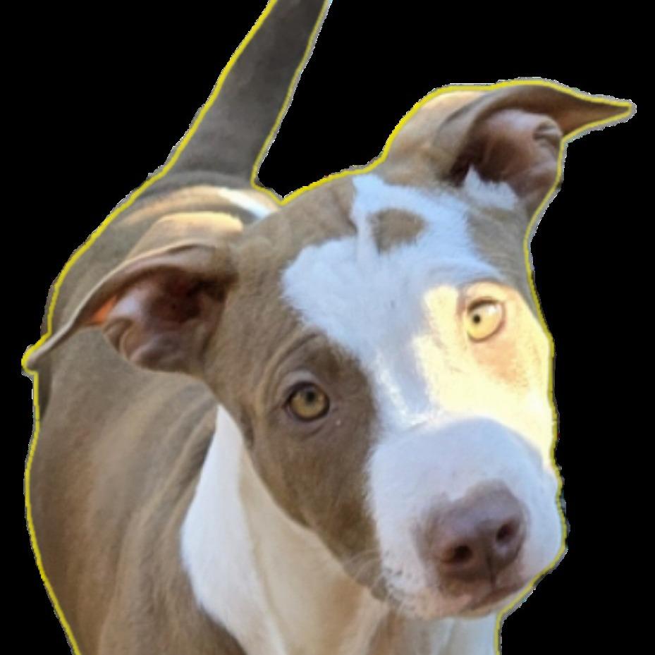 Summer (Coopers Corner), a Adoptable mixed breed in Lenoir, NC image 1/3