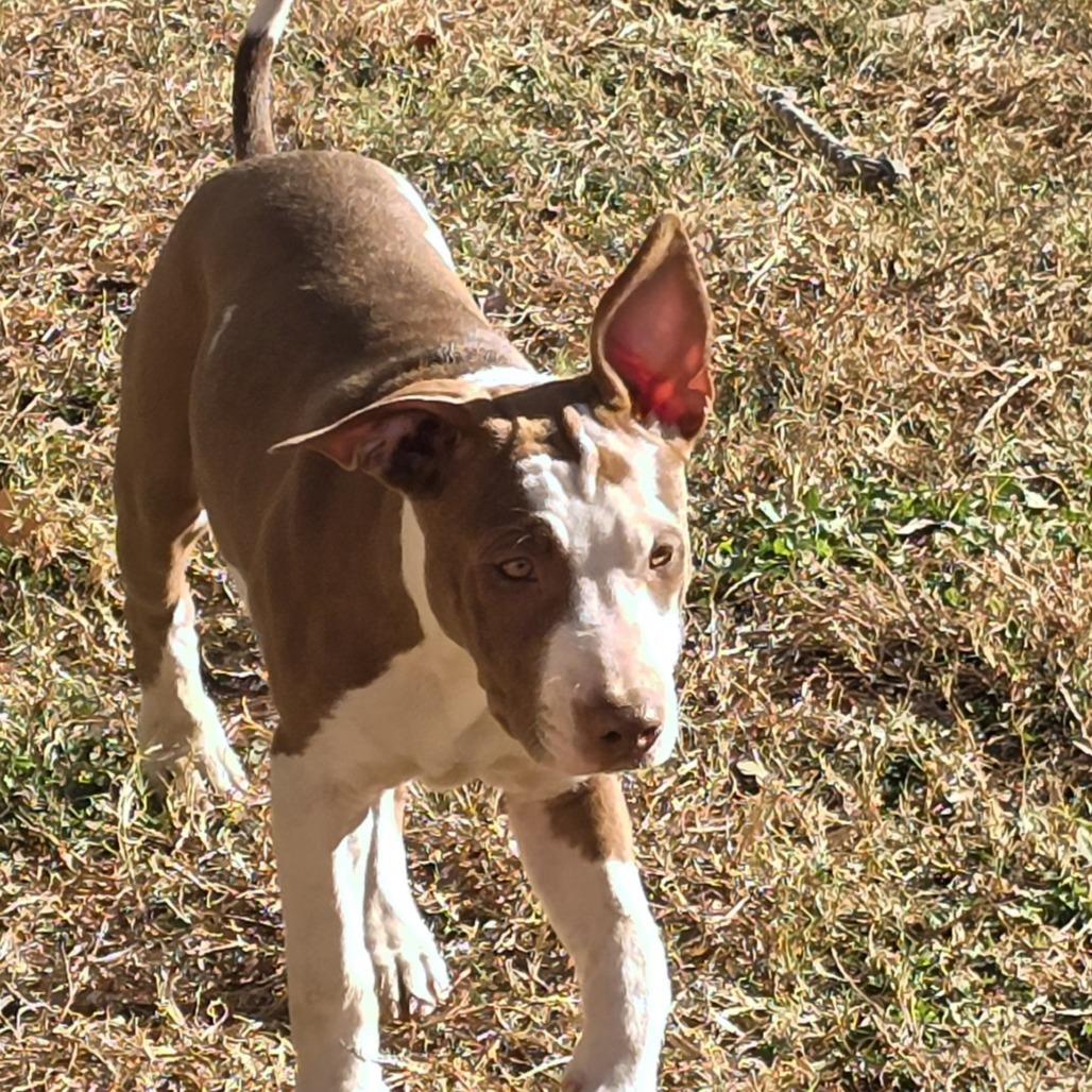 Enlarge Summer (Coopers Corner), a Adoptable mixed breed in Lenoir, NC image 1/4
