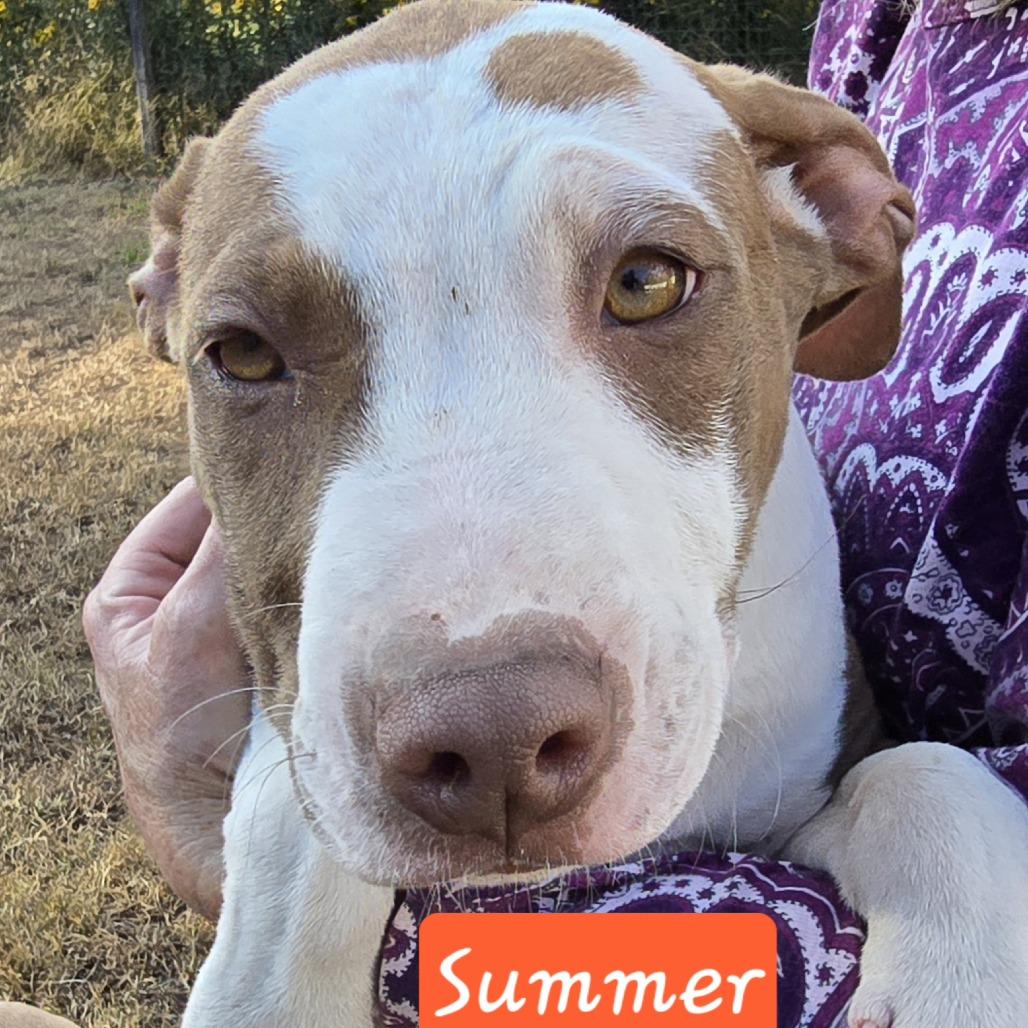 Enlarge Summer (Coopers Corner), a Adoptable mixed breed in Lenoir, NC image 2/4