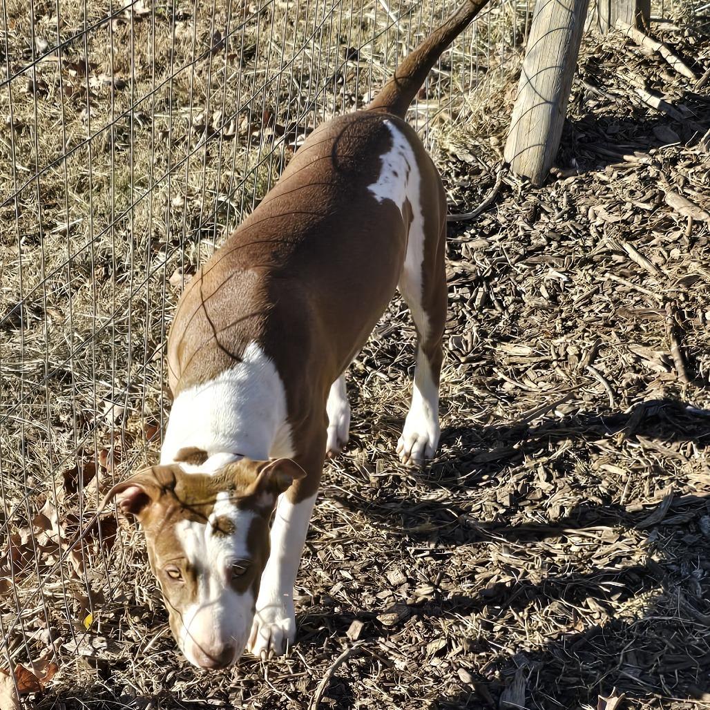Enlarge Summer (Coopers Corner), a Adoptable mixed breed in Lenoir, NC image 3/4