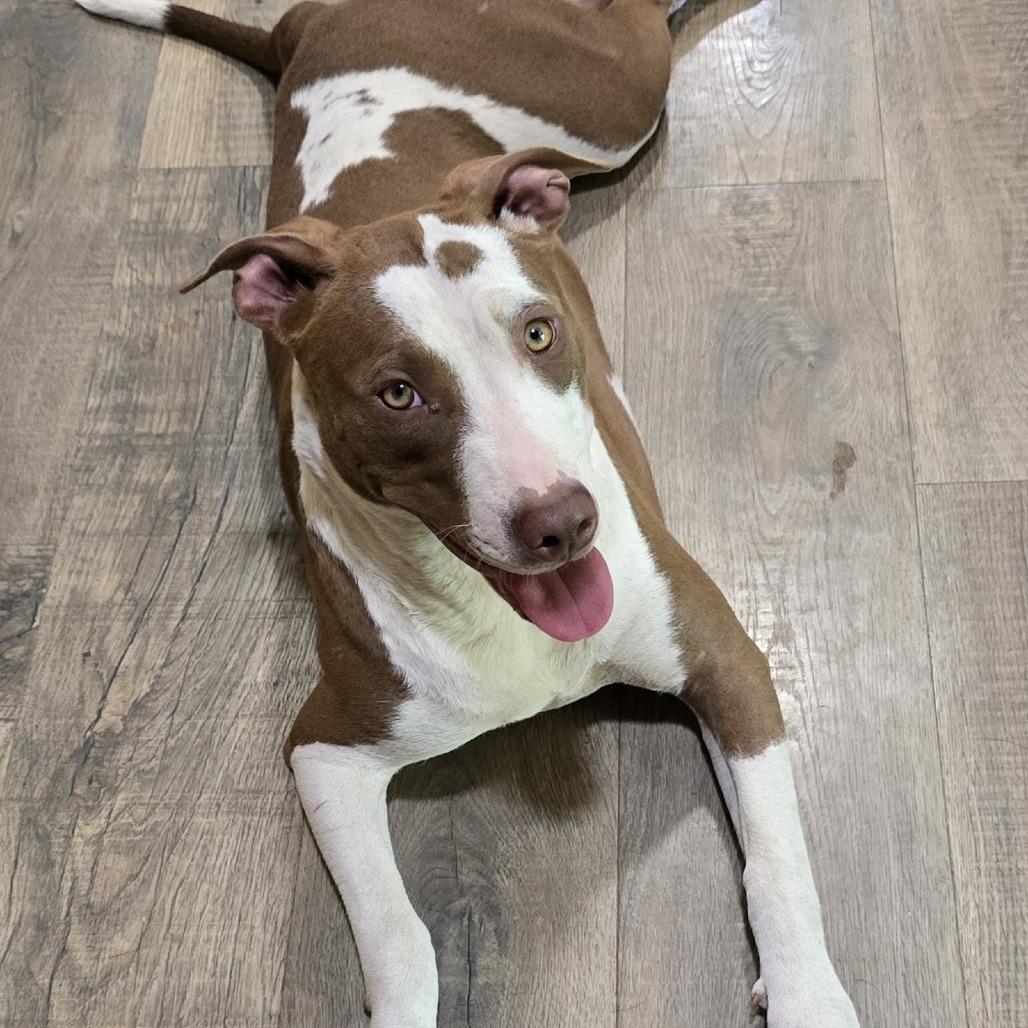 Enlarge Summer (Coopers Corner), a Adoptable mixed breed in Lenoir, NC image 4/6