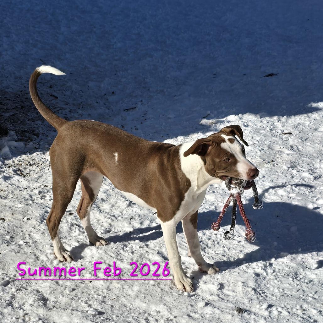 Enlarge Summer (Coopers Corner), a Adoptable mixed breed in Lenoir, NC image 5/5