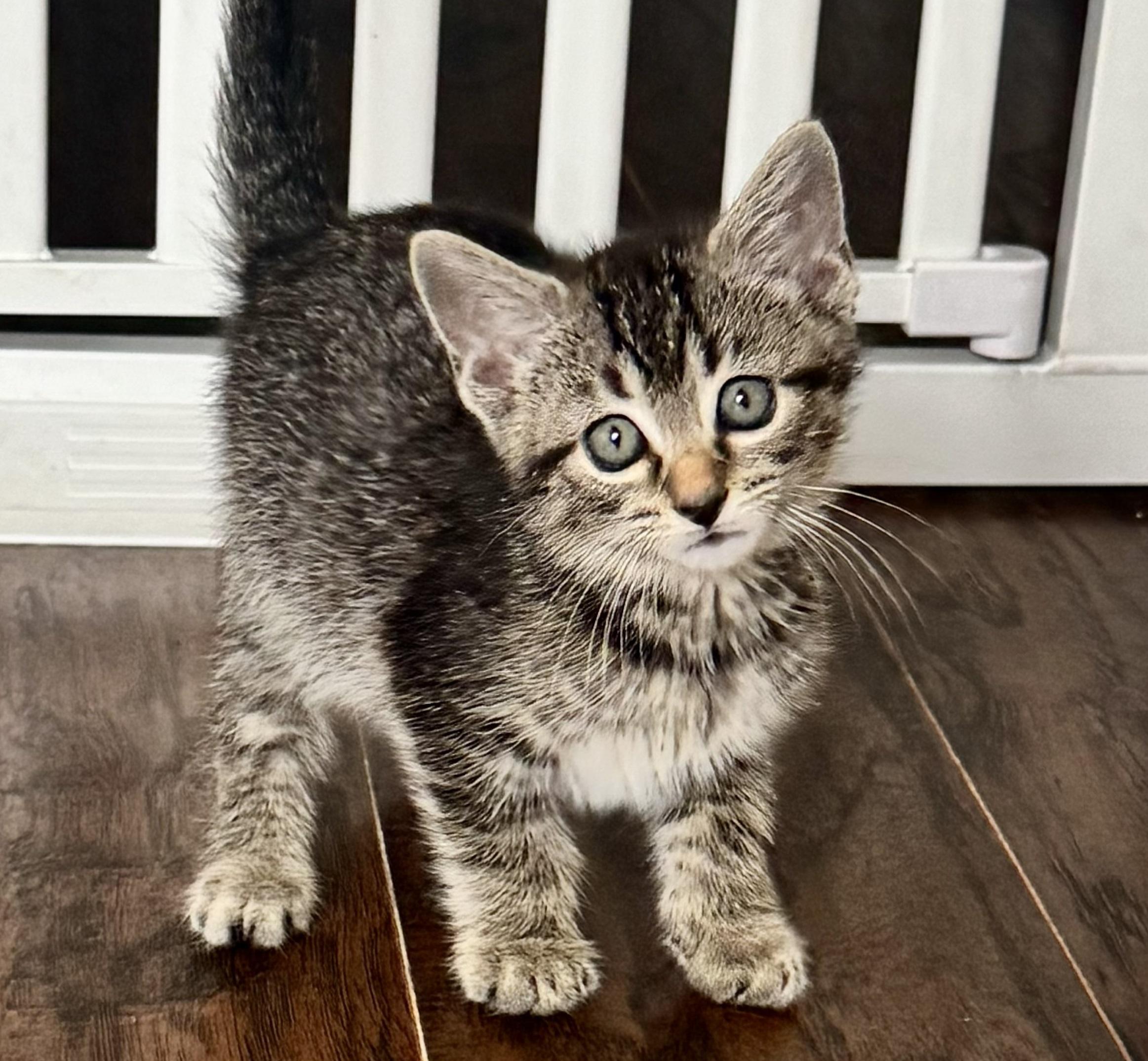 Panama, Adopted, Kitten Male Domestic Short Hair.