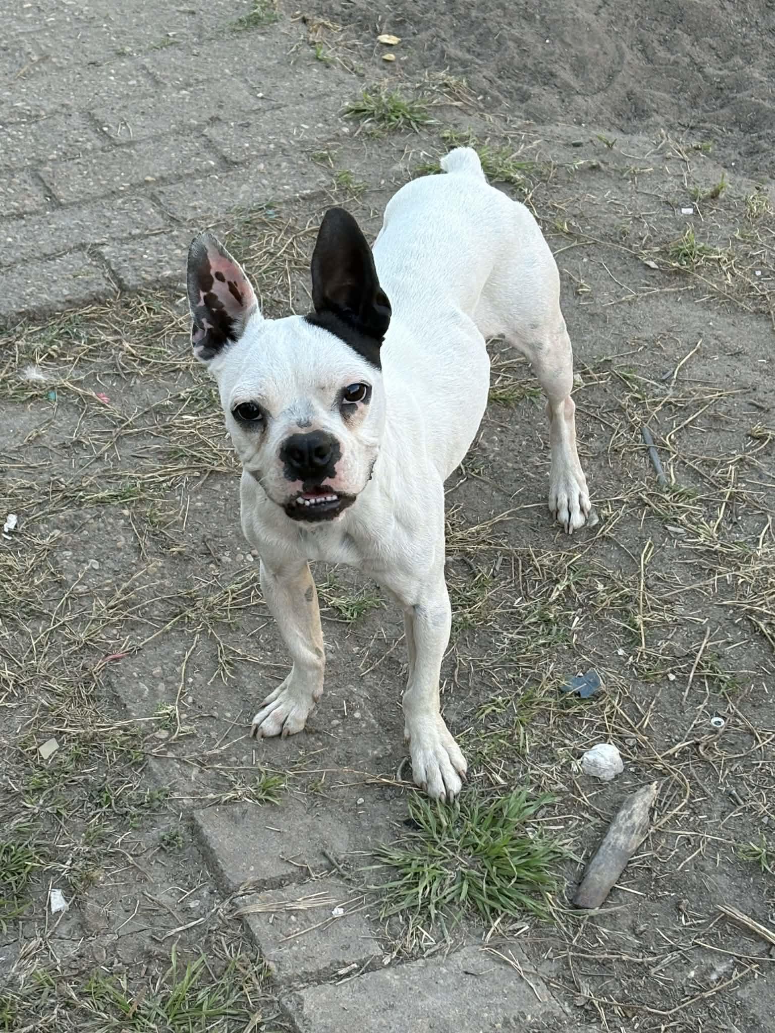 Enlarge Rowdy, a ADOPTABLE Boston Terrier in kirby, TX image 1/1