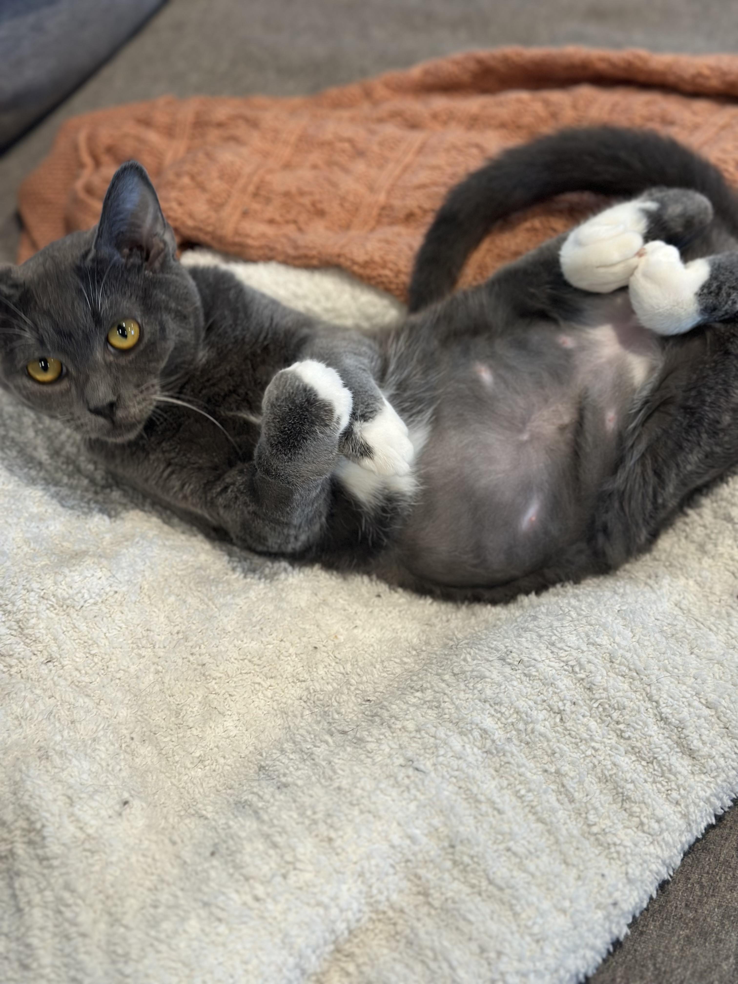 Enlarge Sally & Sammy-ab, an adoptable Domestic Short Hair in Burlington, WA image 3/5