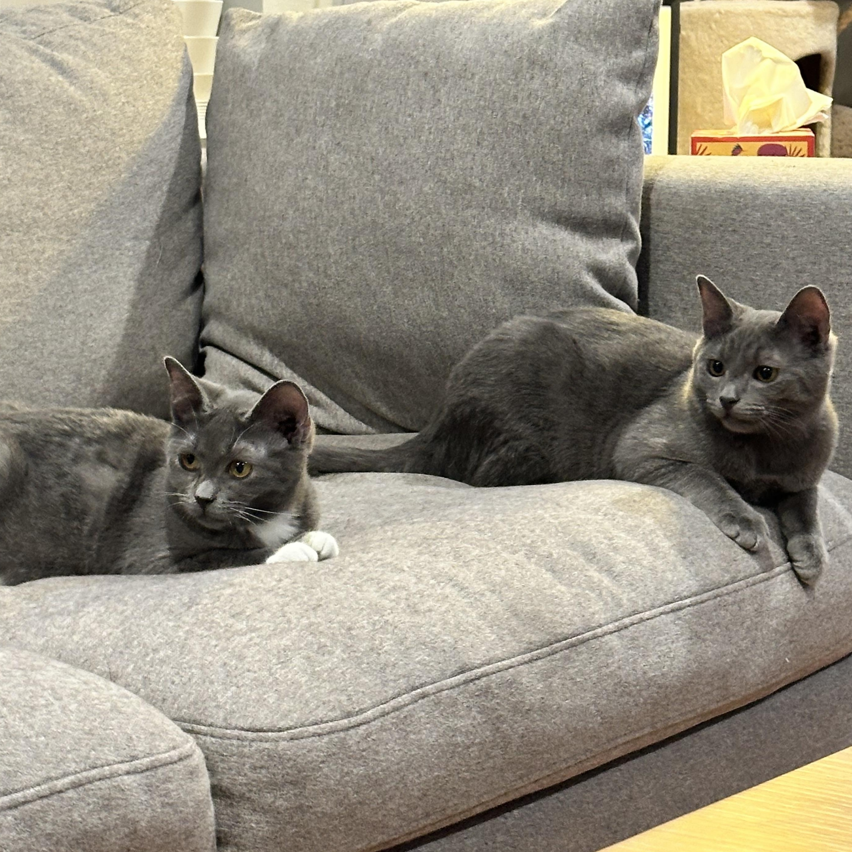 Enlarge Sally & Sammy-ab, an adoptable Domestic Short Hair in Burlington, WA image 5/5