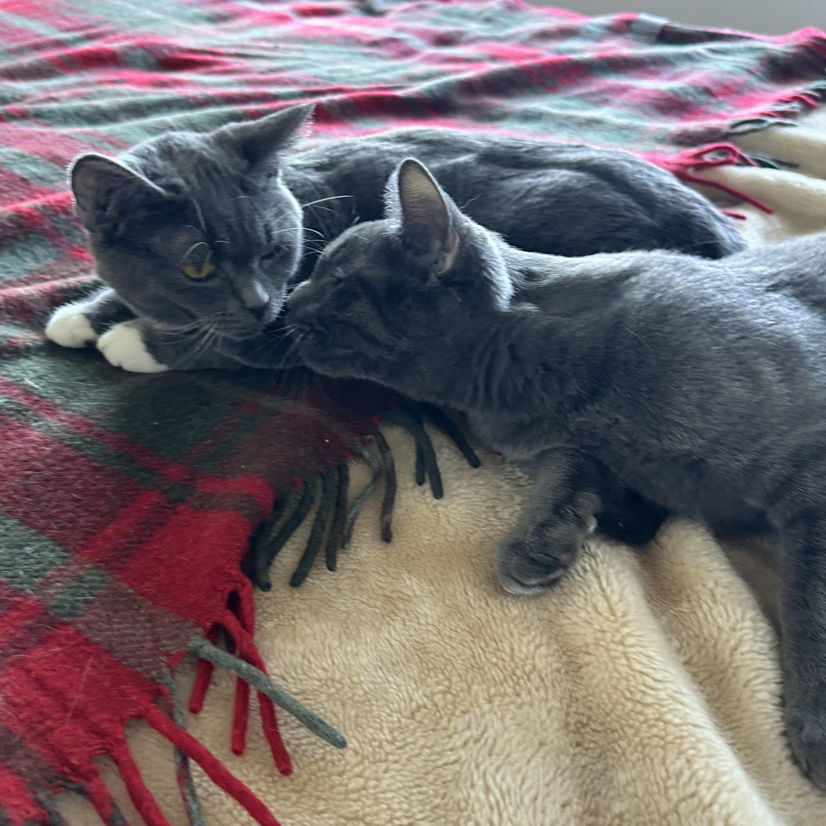 Enlarge Sally & Sammy-ab, an adoptable Domestic Short Hair in Burlington, WA image 1/5