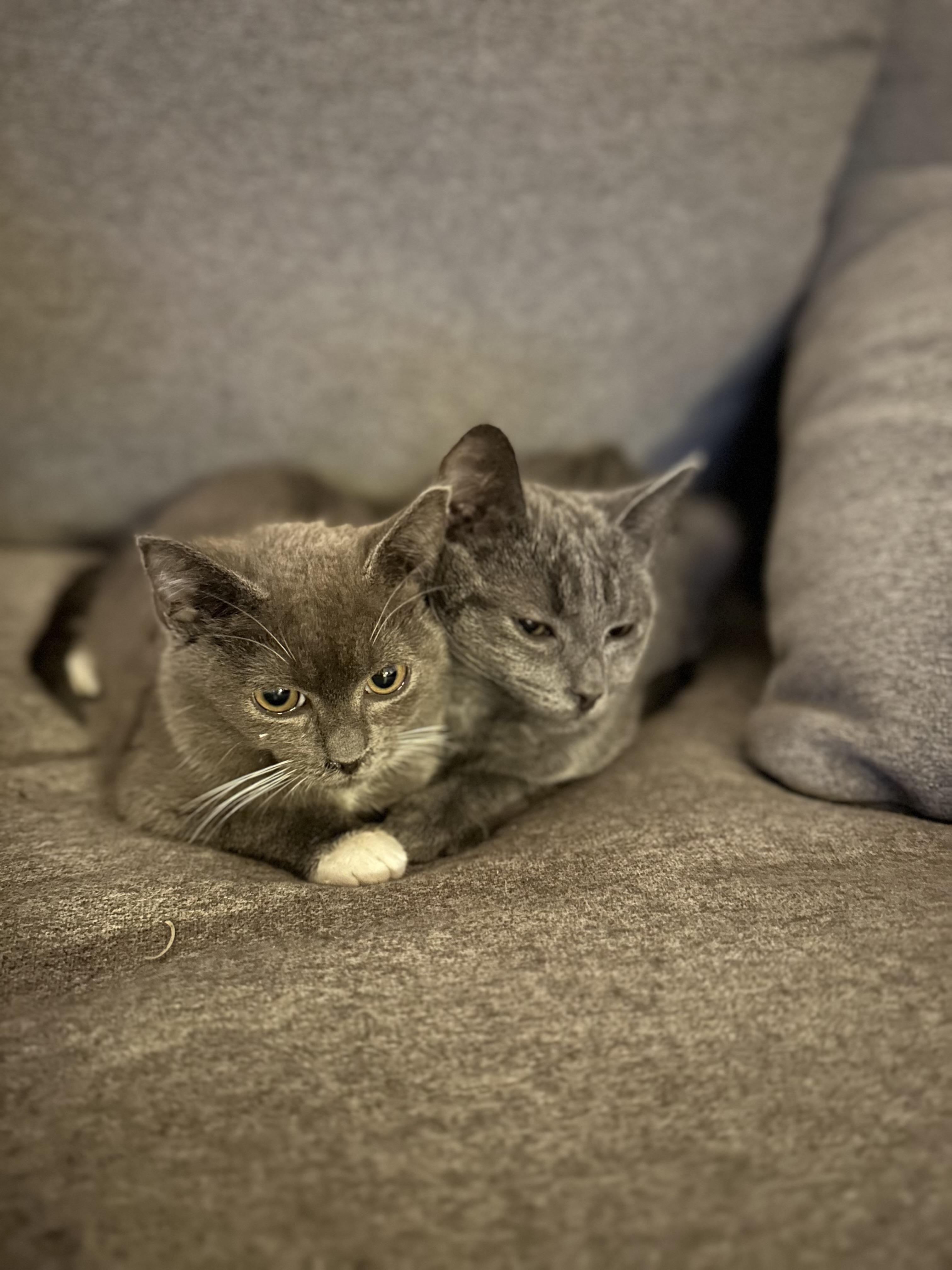 Enlarge Sally & Sammy-ab, an adoptable Domestic Short Hair in Burlington, WA image 2/5